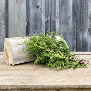 Greens - Cedar Bundle